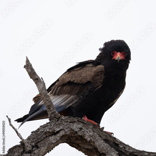 a Bateleur eagle perched in a dead tree photo