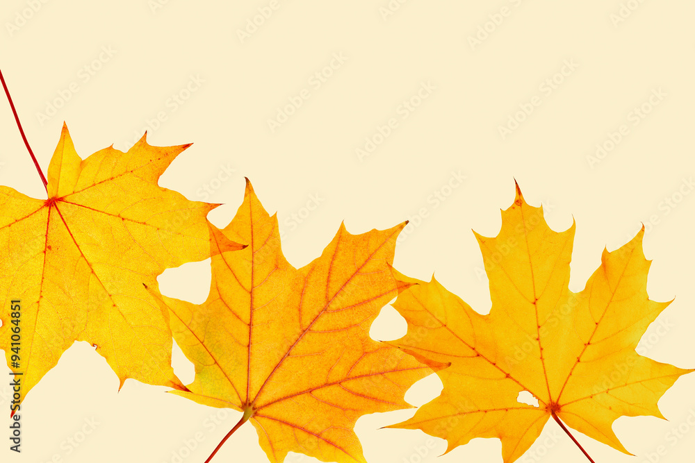 Minimal trend autumn frame from colored autumnal leaves yellow neutral tones, top view nature photo, maple tree foliage on beige as natural seasonal background, leaf texture organic shape, copy space Minimal trend autumn frame from colored autumnal leaves yellow neutral tones, top view nature photo, maple tree foliage on beige as natural seasonal background, leaf texture organic shape, copy space