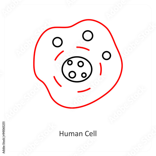 Human Cell