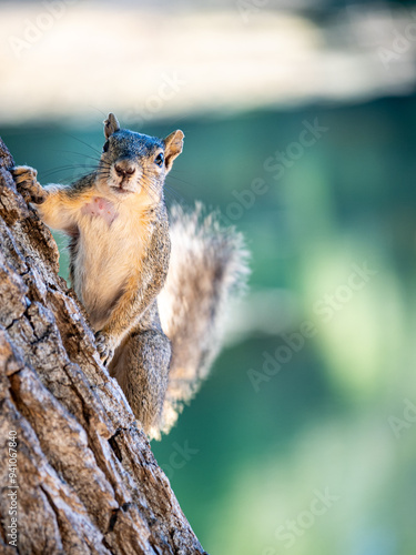 squirrel on a tree