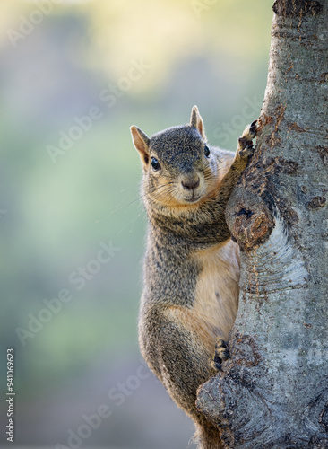 squirrel on a tree