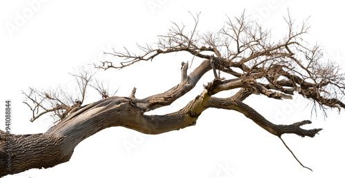 Dead tree isolated on white background, Dead branches of a tree.Dry tree branch