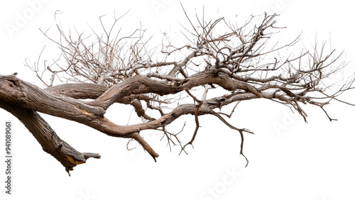 Dead tree isolated on white background, Dead branches of a tree.Dry tree branch