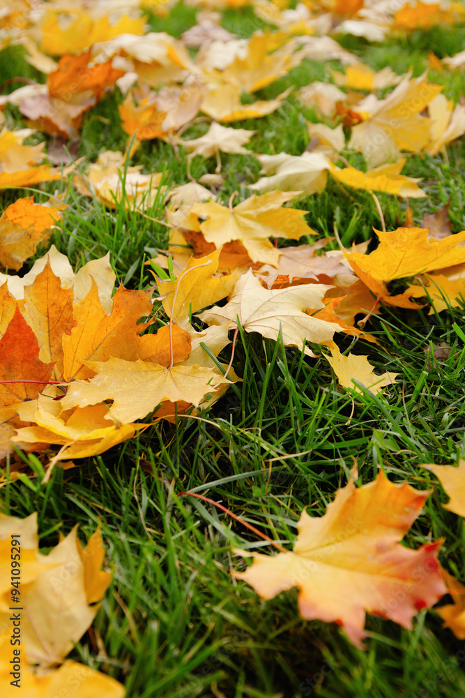 Fallen Maple Leaves On Green Grass In Autumn Fallen Maple Leaves On Green Grass In Autumn