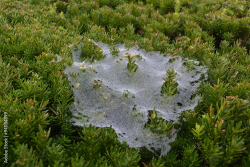 A huge web with sparkling raindrops on it, covering a low-growing bush photo