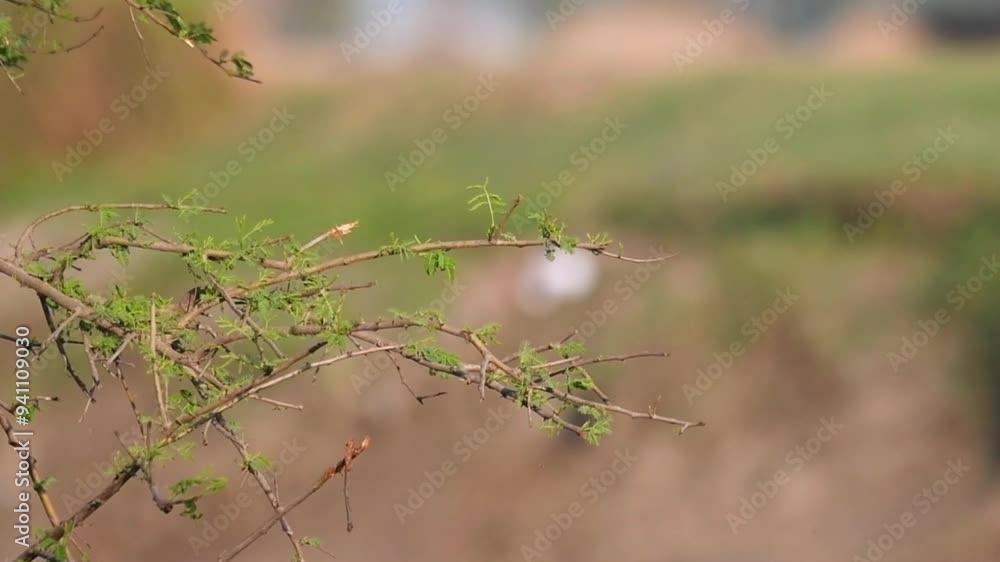 The Asian green bee-eater, also known as little green bee-eater, and green bee-eater in Sri Lanka, is a near passerine bird in the bee-eater family. The Asian green bee-eater, also known as little green bee-eater, and green bee-eater in Sri Lanka, is a near passerine bird in the bee-eater family.