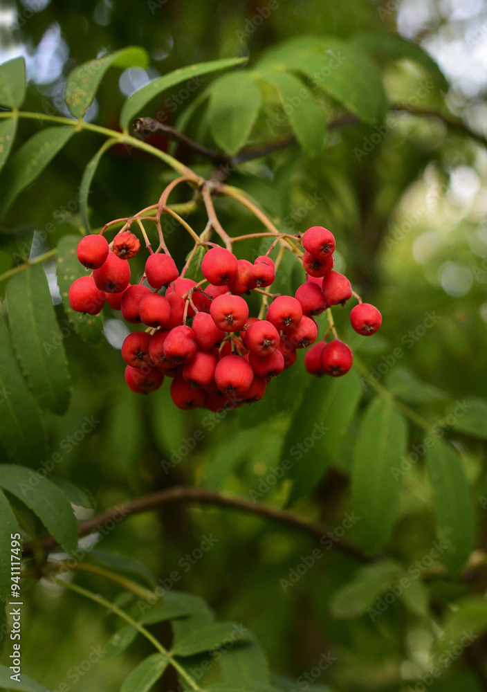 Red rowan berry brush on natural background Red rowan berry brush on natural background