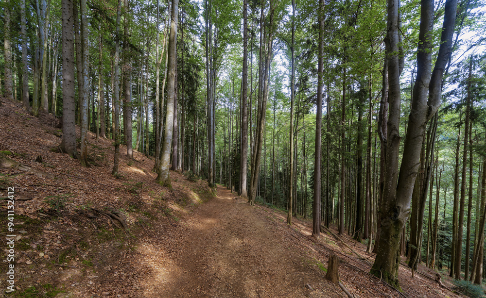 Path in the woods, Styria, Austria, Europe, August 2024 Path in the woods, Styria, Austria, Europe, August 2024