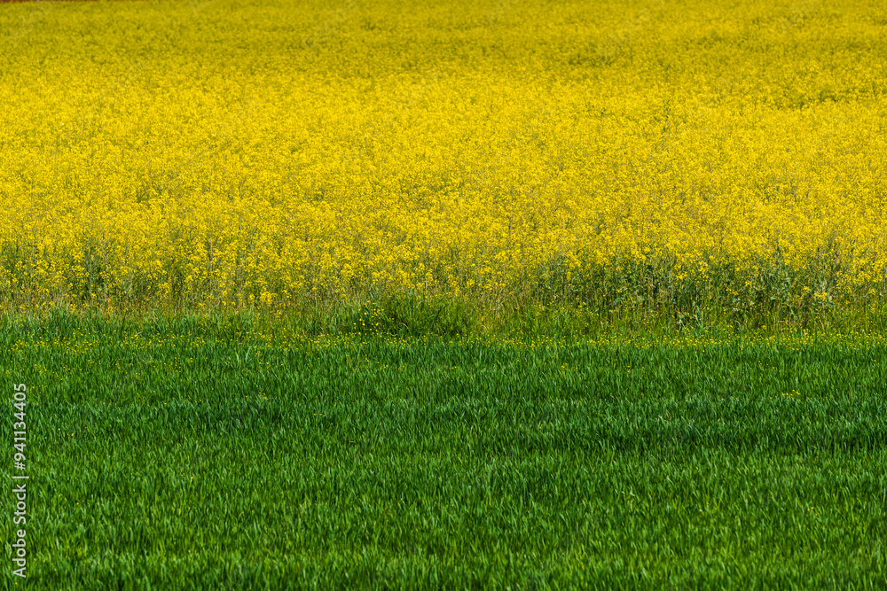 Spring landscape