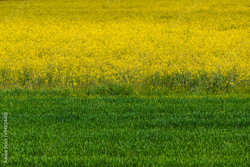 Spring landscape