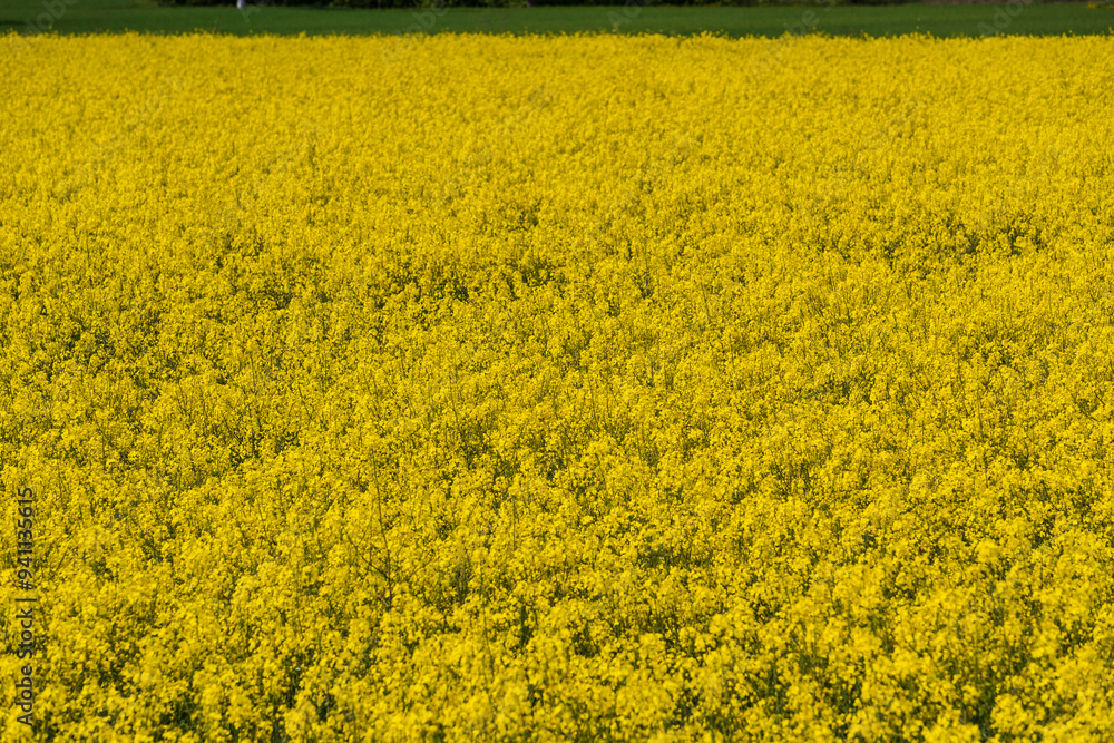 Spring landscape