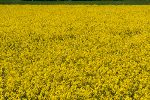 Obraz na płótnie Spring landscape w salonie