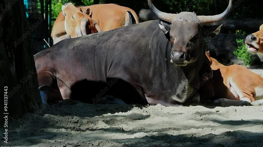 Banteng, Bos javanicus or Red Bull. It is a type of wild cattle But there are key characteristics that are different from cattle and bison: a white band bottom in both males and females. Banteng, Bos javanicus or Red Bull. It is a type of wild cattle But there are key characteristics that are different from cattle and bison: a white band bottom in both males and females.