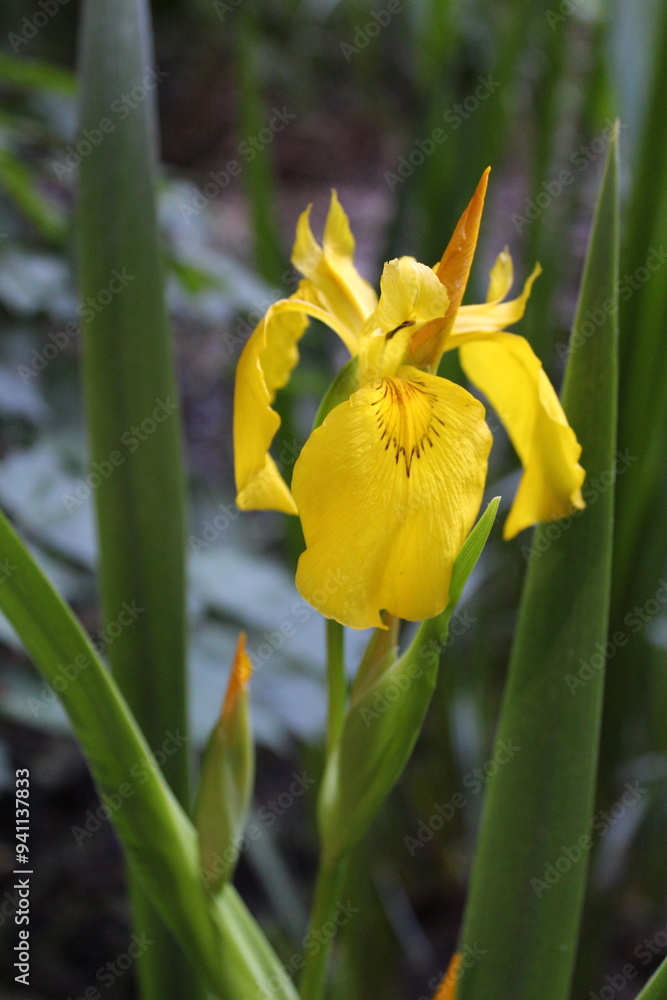 Yellow flag iris on a pond in spring Yellow flag iris on a pond in spring