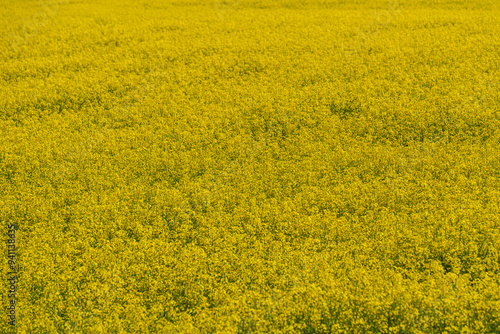 Obraz na płótnie Spring landscape w salonie