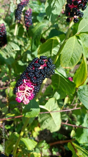 Flowering plant Phytolacca Americana in the garden during summer. Exotic purple flower in the garden photo