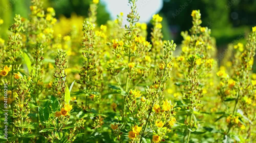 Breathtaking display of wildflowers bursts into life, covered in golden yellow blooms swaying gently in warm afternoon breeze. Lush greenery surrounding them creates stunning backdrop. Close-up in 4K Breathtaking display of wildflowers bursts into life, covered in golden yellow blooms swaying gently in warm afternoon breeze. Lush greenery surrounding them creates stunning backdrop. Close-up in 4K