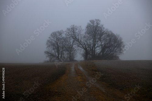 tree in the fog