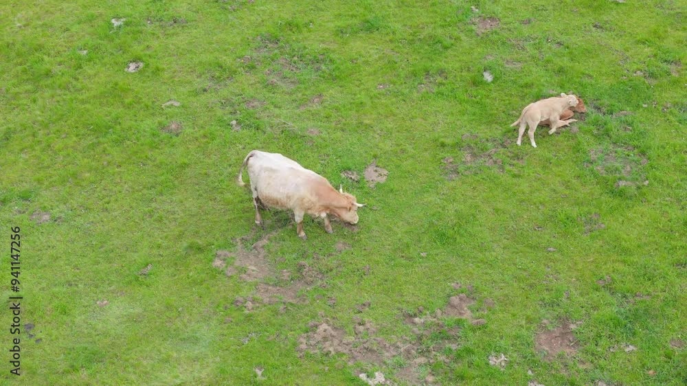 Cows grazing on a large pasture. Drone-filmed from above. Organic cattle farming for beef. Various cows, bulls, and calves roam the enclosed field, resting under trees. Cows grazing on a large pasture. Drone-filmed from above. Organic cattle farming for beef. Various cows, bulls, and calves roam the enclosed field, resting under trees.