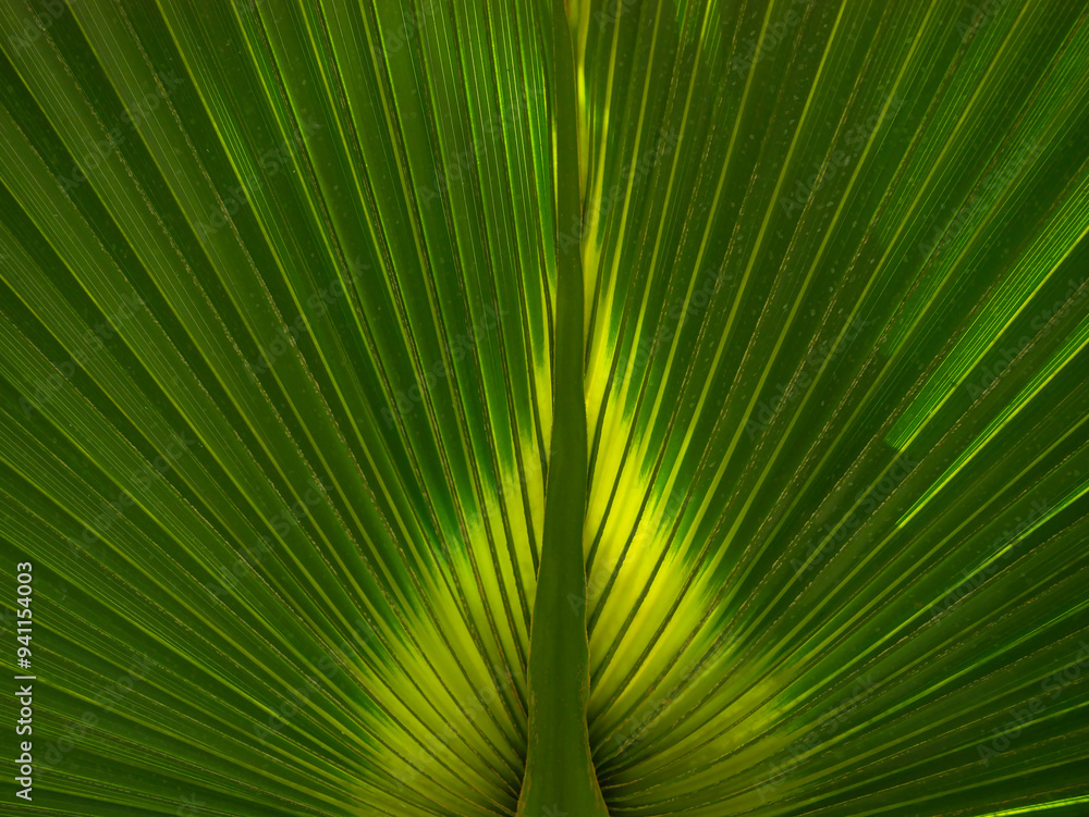 Natural palm leaf background. Pattern for design wallpaper, banner, poster, card or cover. Tropical concept Natural palm leaf background. Pattern for design wallpaper, banner, poster, card or cover. Tropical concept