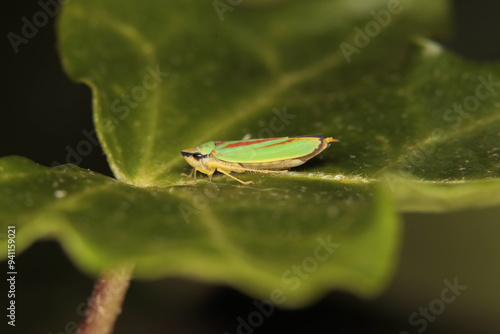 Rhododendron Leafhopper
Family: Cicadellidae
Graphocephala fennahi