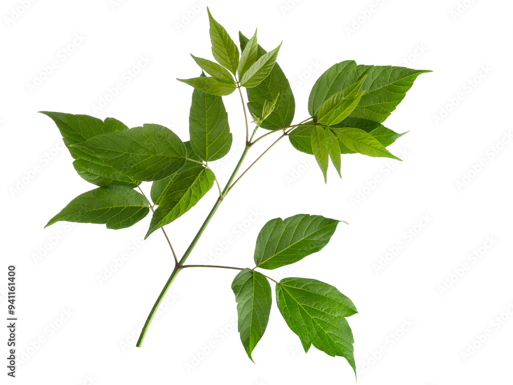 Fototapeta premium Maple ash tree one branch with green leaves isolated on white background