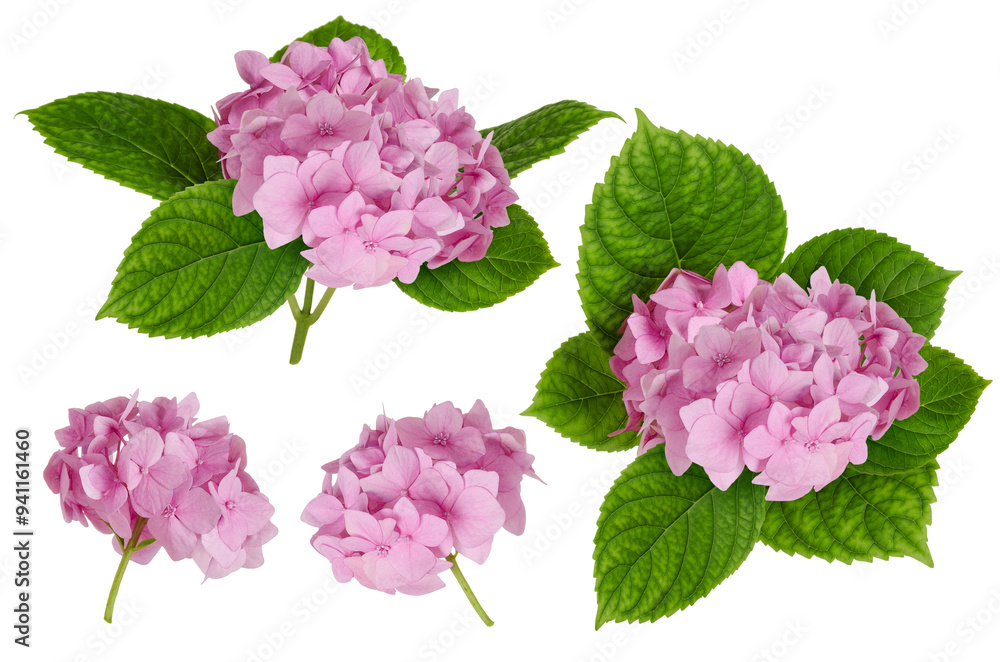 Hydrangea macrophylla pink flower with green leaves set isolated on white background Hydrangea macrophylla pink flower with green leaves set isolated on white background