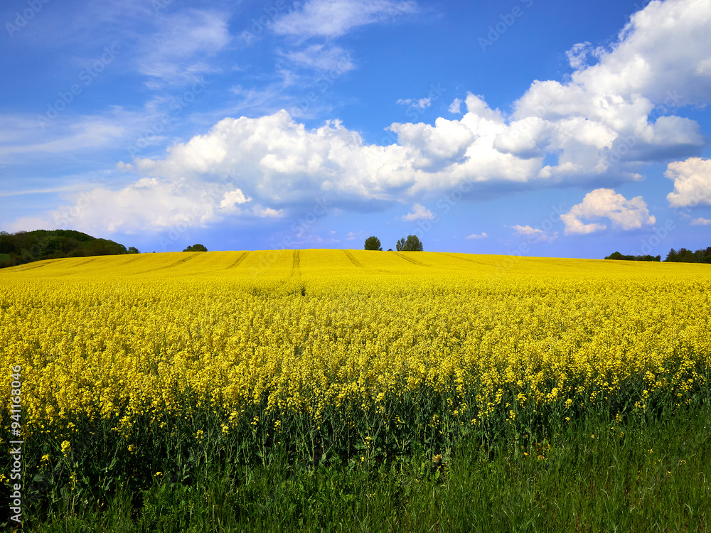 Vibrant Rapeseed Field in Full Bloom under a Clear Blue Sky in Denmark Vibrant Rapeseed Field in Full Bloom under a Clear Blue Sky in Denmark