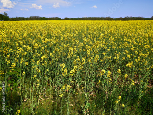 Vibrant Rapeseed Field in Full Bloom under a Clear Blue Sky in Denmark