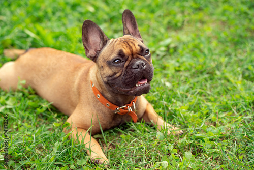 Photography a brown pug dog on a walk in the park, a breed of sofa dogs
