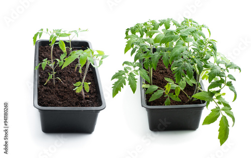 Tomato seedlings in plastic pot isolated on white background