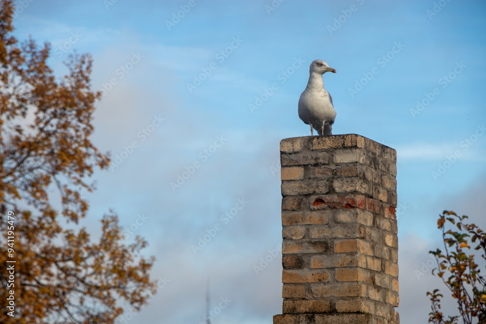 seagull on a chimney looking at the camera seagull on a chimney looking at the camera