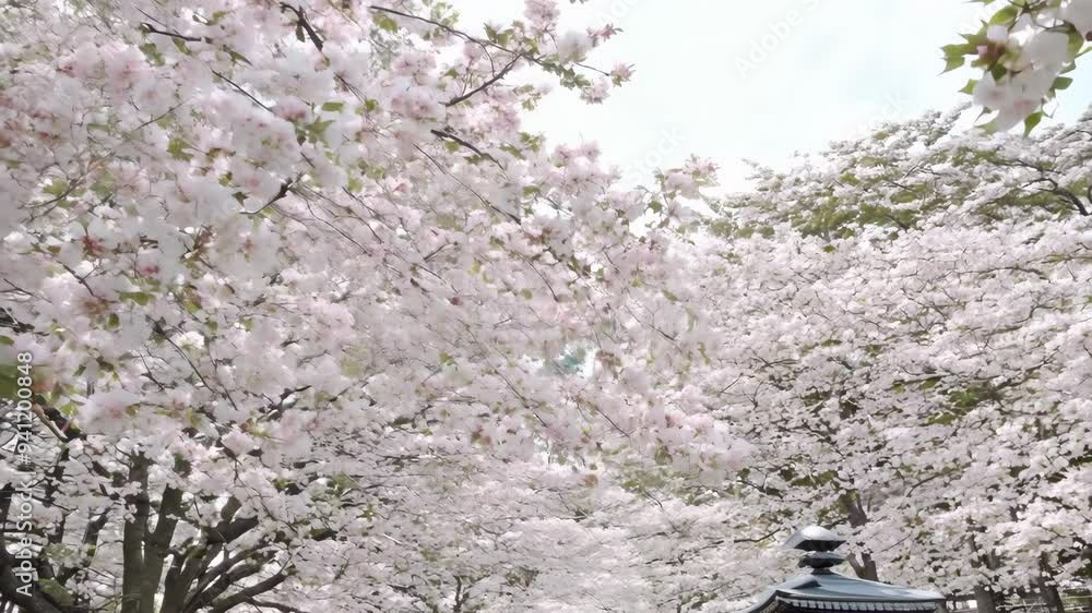 Cherry blossoms bloom beautifully in spring at the park Cherry blossoms bloom beautifully in spring at the park