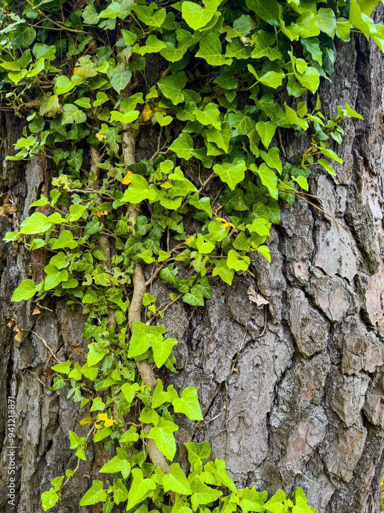 Overgrown Greenery Envelops a Rustic Wall Under a Clear Blue Sky in a Tranquil Outdoor Setting stock photo
Overgrown Greenery Envelops a Rustic Wall Under a Clear Blue Sky in a Tranquil Outdoor Setting stock photo