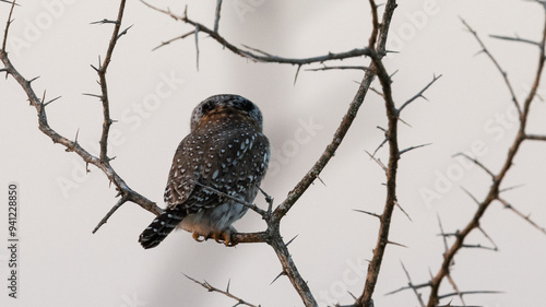 Pearl-spotted Owlet (Witkoluil) (Glaucidium perlatum) near Crocodile Bridge in the Kruger National Park, Mpumalanga, South Africa