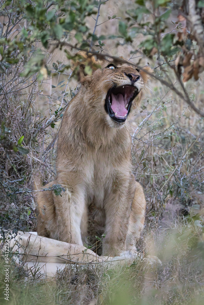 Fototapeta premium Young lion (Panthera leo) near Crocodile Bridge in the Kruger National Park, Mpumalanga, South Africa
