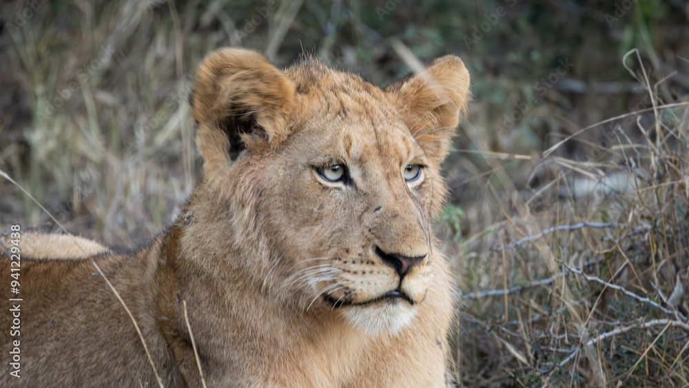 Young lion (Panthera leo) near Crocodile Bridge in the Kruger National Park, Mpumalanga, South Africa Young lion (Panthera leo) near Crocodile Bridge in the Kruger National Park, Mpumalanga, South Africa