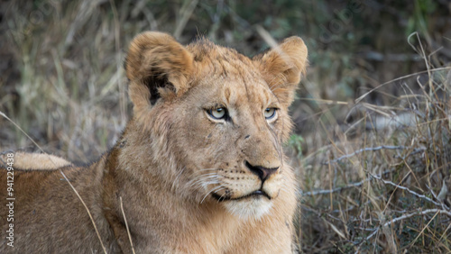 Young lion (Panthera leo) near Crocodile Bridge in the Kruger National Park, Mpumalanga, South Africa