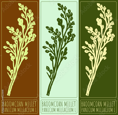 Vector drawing BROOMCORN MILLET. Hand drawn illustration. Latin name is PANICUM MILIACEUM L.
