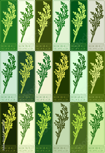 Set of vector drawing BROOMCORN MILLET in various colors. Hand drawn illustration. Latin name is PANICUM MILIACEUM L.
