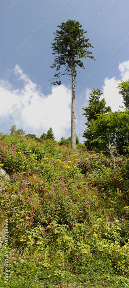 Obraz premium Flora of Mount Vetriolo, Levico Terme, Trentino Alto Adige, Italy