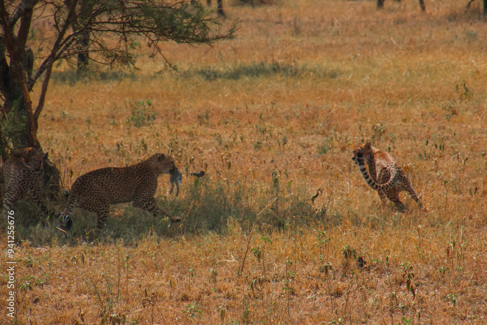 Three Young Cheetahs Play After Hunting Three Young Cheetahs Play After Hunting