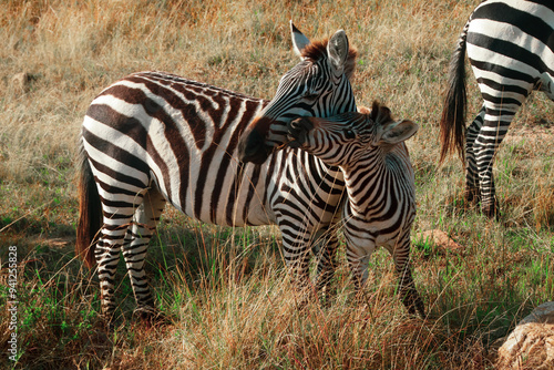 Cute Baby Zebra Plays With His Mom In Africa photo