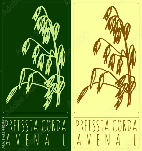 Vector drawing PREISSIA CORDA. Hand drawn illustration. Latin name is AVENA L.
