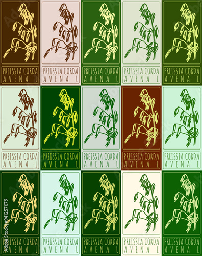 Set of vector drawing PREISSIA CORDA in various colors. Hand drawn illustration. Latin name is AVENA L.

