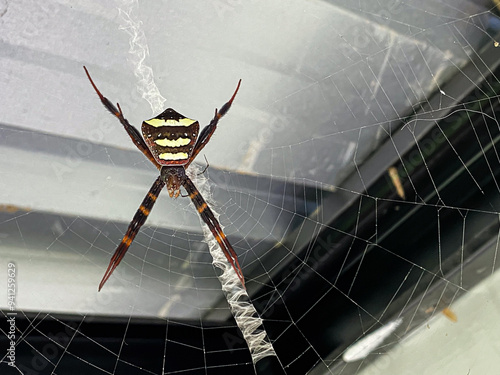Couple of Common spider (Argiope anasuja) is a species of harmless orb-weaver spider. Male spider is smaller than the female.