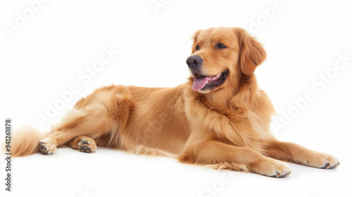 Golden Retriever dog lying down and panting, on a white background.