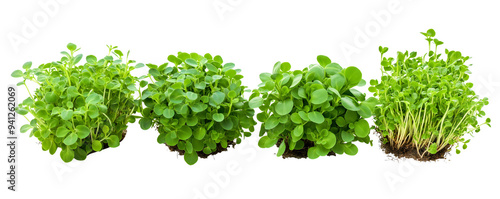 fresh green herbs arranged in a row with soil isolated png transparent background