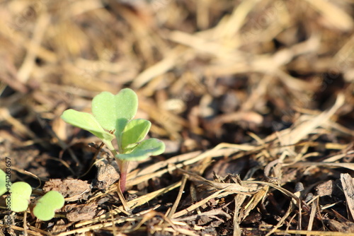 A small green plant is emerging and growing out of the ground soil