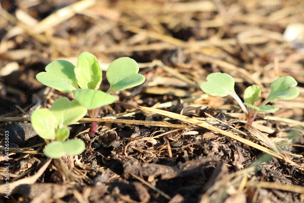 This is a closeup view of a small plant growing right out of the ground This is a closeup view of a small plant growing right out of the ground